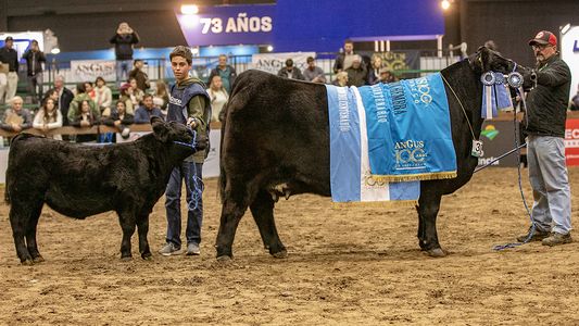 Lo que dejó la Exposición Angus del Centenario: ¿cualquiera puede ser un ganadero de élite?