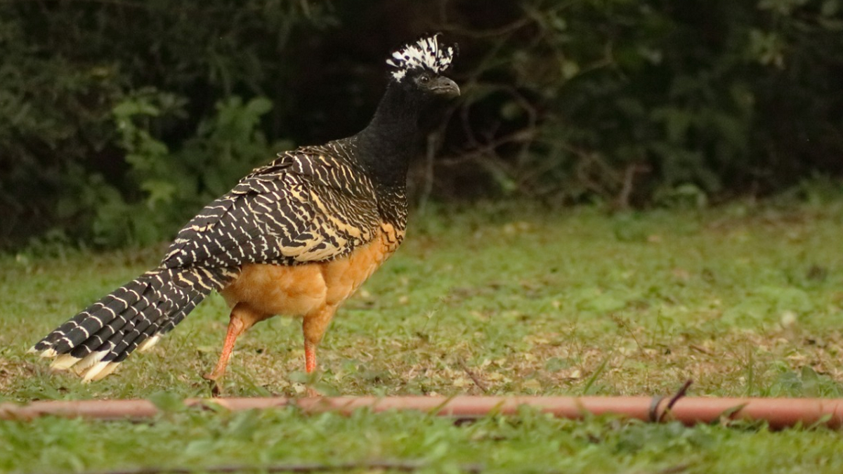 Liberan ejemplares de un ave en extinci n en el Parque Nacional Chaco