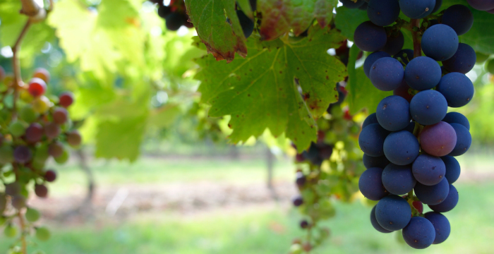 Vitivinicultores alertan sobre el futuro de la producción