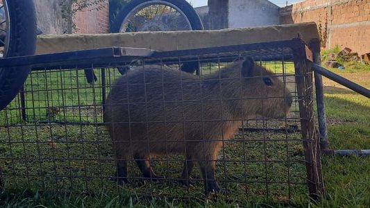 Horror: rescatan crías de carpincho en una casa donde vendían milanesas de capibara