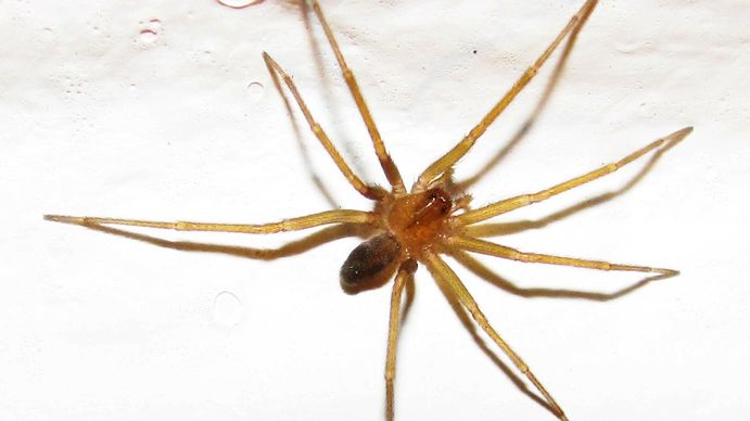 Una beba de 18 meses murió tras ser picada por una araña