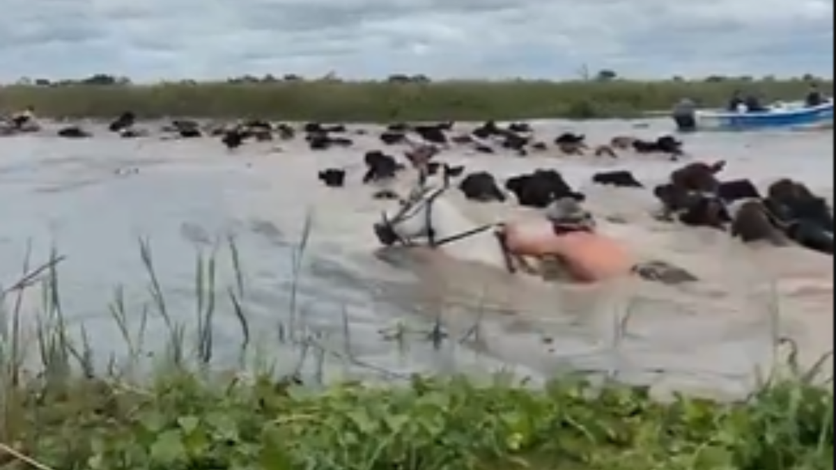 Alerta en el río Paraná: la desesperación de los ganaderos por las inundaciones en el Litoral