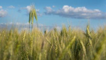 Prevén que el fenómeno La Niña golpee al trigo a fin de año y afecte la siembra de soja