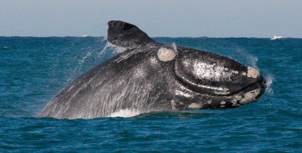 Animales en Argentina: los más destacados