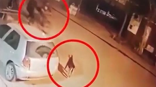 Video | Paseaba en bicicleta y un perro le ladró: sacó un arma y lo mató