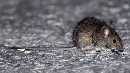 Nuevo caso de hantavirus en Jujuy