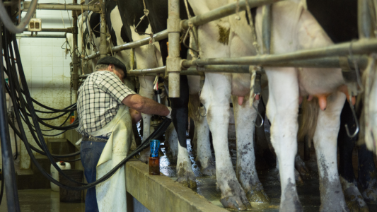 Producción láctea: el precio al productor apenas crece y se debilita su poder de compra