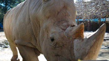 El Eco parque que no fue: muerte y abandono de animales en el ex Zoo porteño