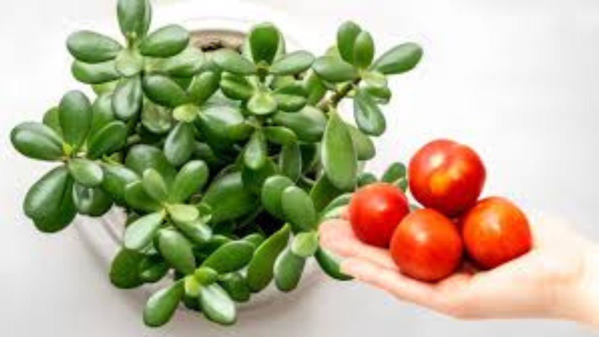 Los beneficios que tiene el tomate