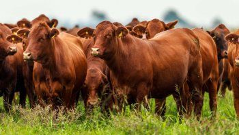 Ganadería: el Gobierno anunció el comienzo de su Plan y una bonificación para los productores