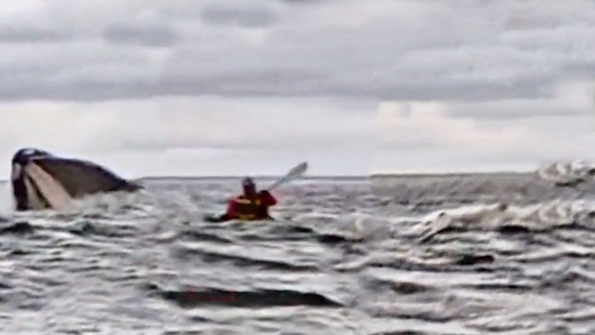 Una ballena se tragó a una persona en el mar en el sur de Chile. (Foto: Captura de TV)