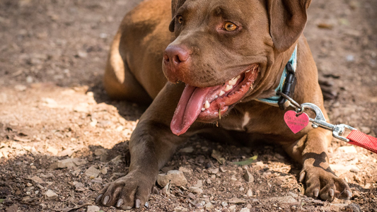 Madre mata a un pitbull a puñaladas para salvar a su beba