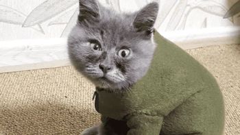 Un gatito de Rusia que nació con complicaciones fue adoptado y se transformó en una celebridad de las redes