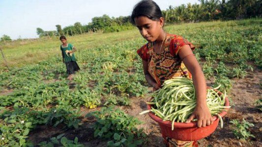 Los pequeños agricultores producen un tercio de los alimentos