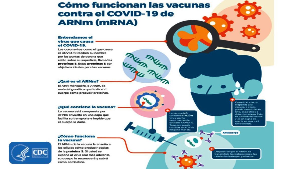 Cómo funcionan las vacunas de ARN Mensajero (Fuente: CDC)