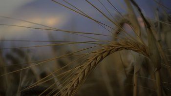 La cotización internacional del trigo alcanzó su nivel más alto en nueve años