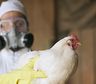 Confirmaron el primer caso humano de gripe aviar en Chile