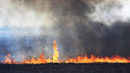 Ley de Humedales: estiman que los incendios podrían costarle al país entre USD 1.100 y 3.700 millones por año