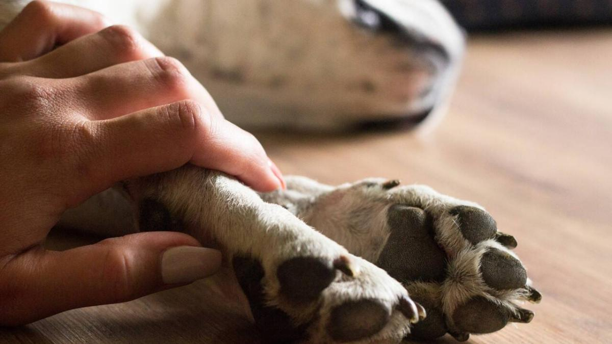 Qué significa soñar con una mascota fallecida, según la psicología