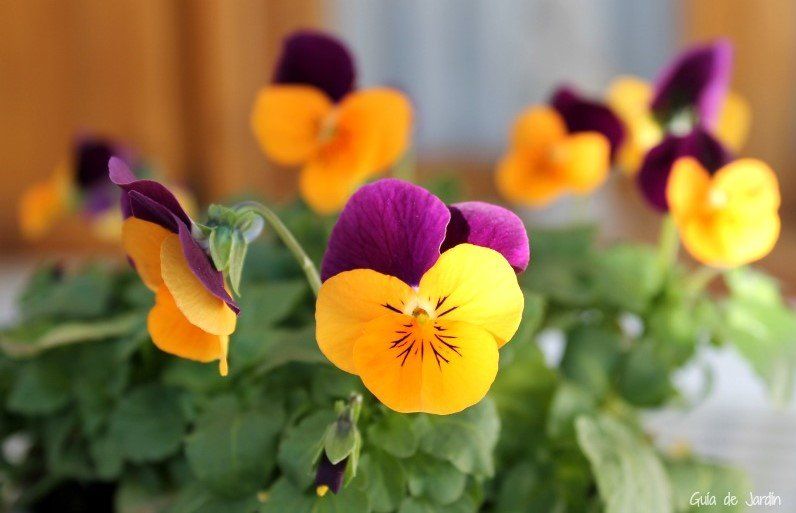 Plantas perennes y anuales