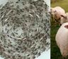 Se conoció el motivo de por qué muchos animales e insectos están girando en círculos