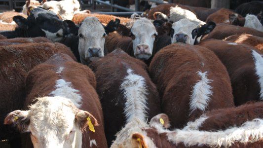 Expoagro también tendrá su plataforma de remates virtuales