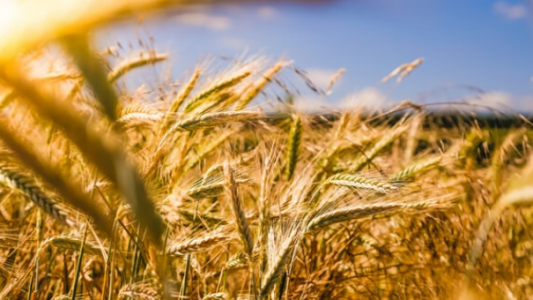 Por la falta de humedad, sigue cayendo la superficie de siembra de trigo