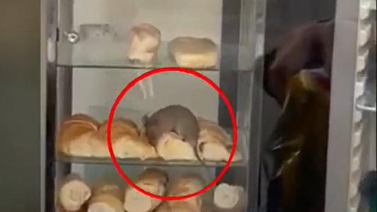 Video | Ratas gigantes en una panadería de Congreso: la respuesta del dueño