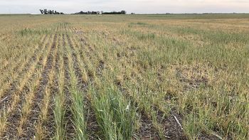 La sequía y las heladas provocan un nuevo recorte en la proyección de la cosecha de trigo