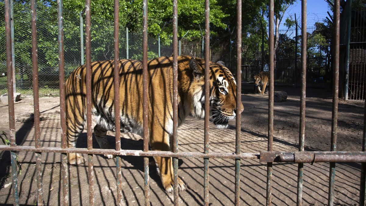 Trasladan a los &uacute;ltimos animales del ex zoo de Luj&aacute;n. (Foto: fentileza Four Paws)