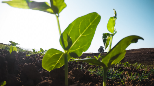 Aapresid, CREA, INTA y Fauba se unen por la sustentabilidad