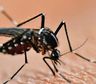 Alerta DENGUE: cuándo se van los mosquitos de Buenos Aires