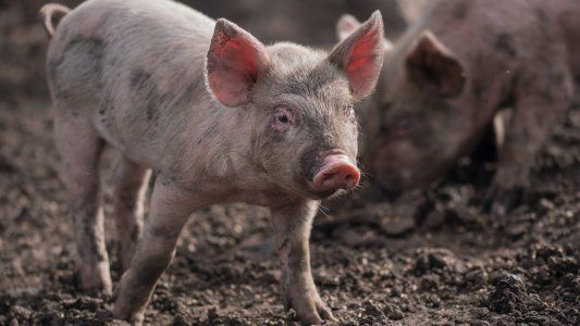 Granjas porcinas: aseguran que China solo pondría el financiamiento