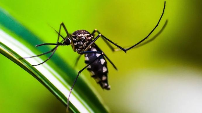 Comunicado del Ministerio de Salud por el Dengue: culpó al anterior Gobierno y habló de presiones