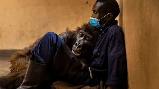 Conmovedor: una gorila murió en brazos de su cuidador