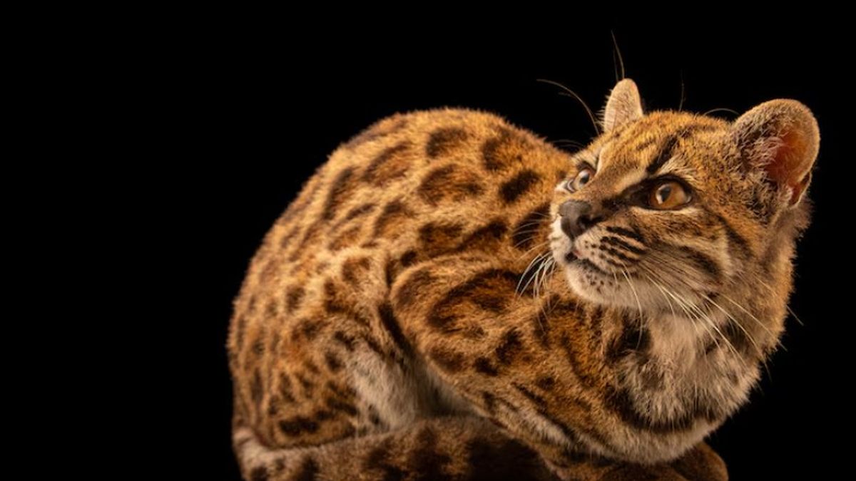 El ejemplar presentaba un rostro pequeño y arrugado, orejas cortas y redondeadas. (Foto: National Geographic)