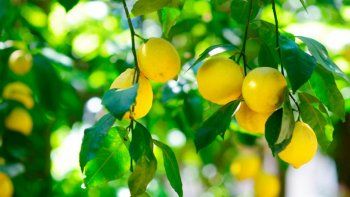 Más que números: qué representa para Argentina la reapertura de la exportación de limones a EE.UU.