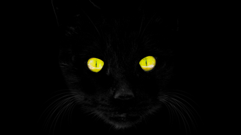 Gatos negros con mirada fija: símbolo de intuición afilada o advertencias internas. Foto: Inernet. Gatos negros con mirada fija: símbolo de intuición afilada o advertencias internas. Foto: Inernet.