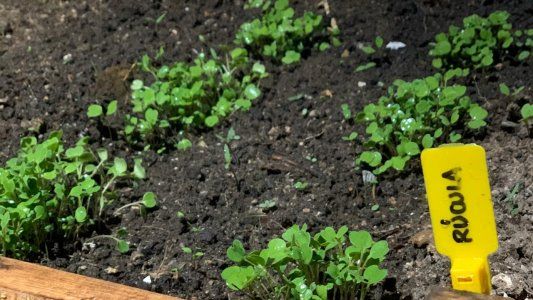 Anunciaron plan estratégico para la producción orgánica