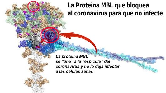 Coronavirus: cuál es el nuevo hallazgo que ayuda a bloquear todas las variantes