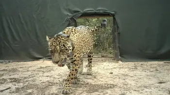 La millonaria recompensa que ofrecen por los datos de una yaguareté desaparecida