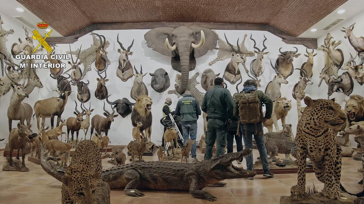 Museo de animales en España: En Bétera, a 15 km de la ciudad de Valencia, encontraron la casa del empresario y dos naves con las piezas embalsamadas, cuyo valor supera los 29 millones de euros.