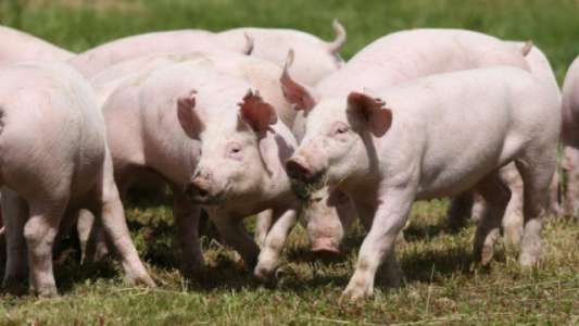 Fuego amigo: una entidad rural planteó su rechazo y preocupación por el proyecto chino de producción porcina