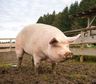 Preocupada por el salto en el ingreso de carne de cerdo brasileña, la industria acusa al Gobierno y a los importadores
