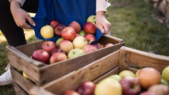 Destinan $1.500 millones a la producción frutícola de Río Negro y Neuquén