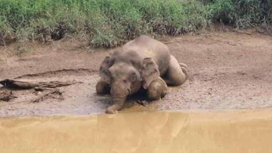 Mataron de 70 tiros a un elefante en peligro de extinción para quitarle sus colmillos