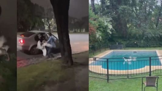 Robo y video insólito: sacó dos gansos de los Lagos de Palermo y los llevó a nadar a su pileta