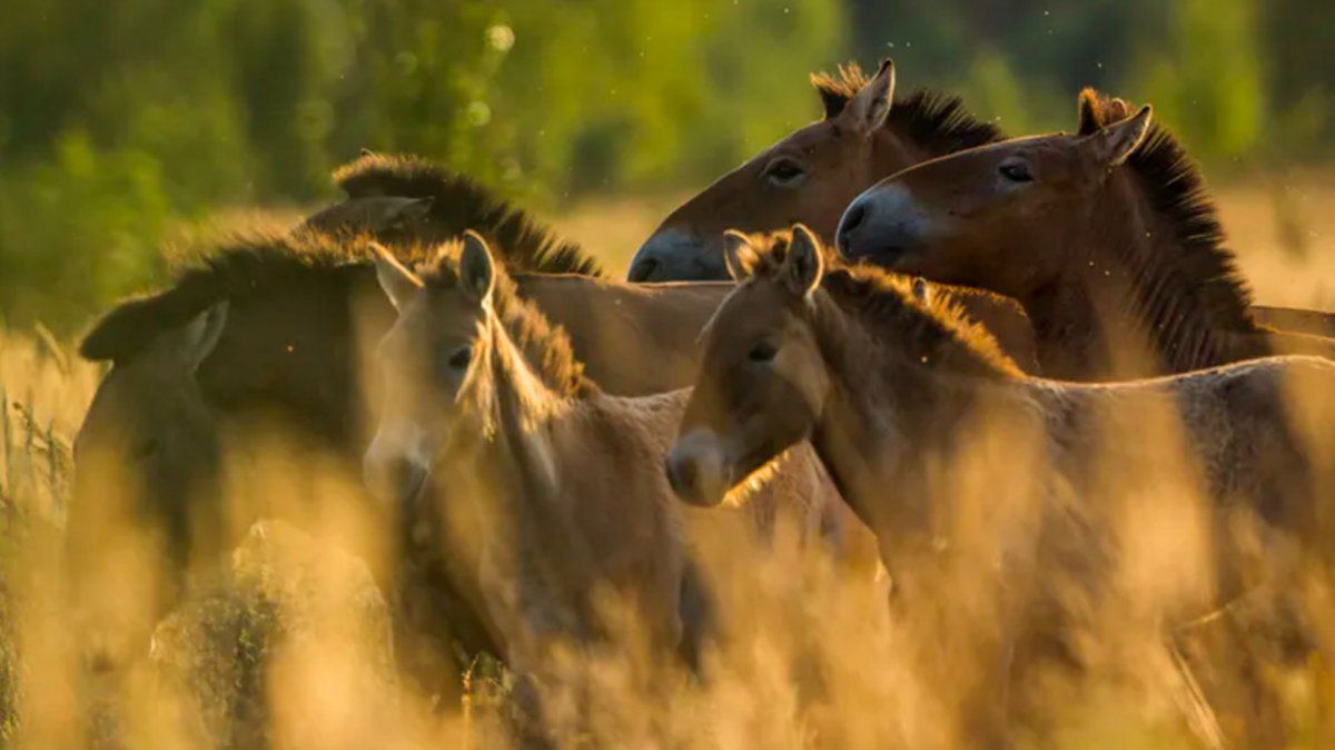 Chernobyl: el misterio de los caballos salvajes en la zona de exclusión