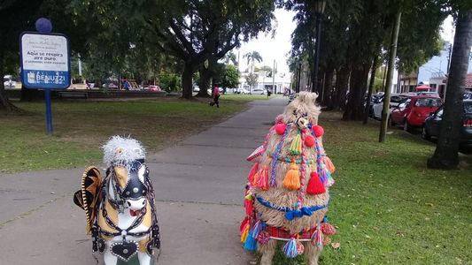 Insólito: denunciaron maltrato animal en Santa Fe, pero los inspectores se llevaron una sorpresa