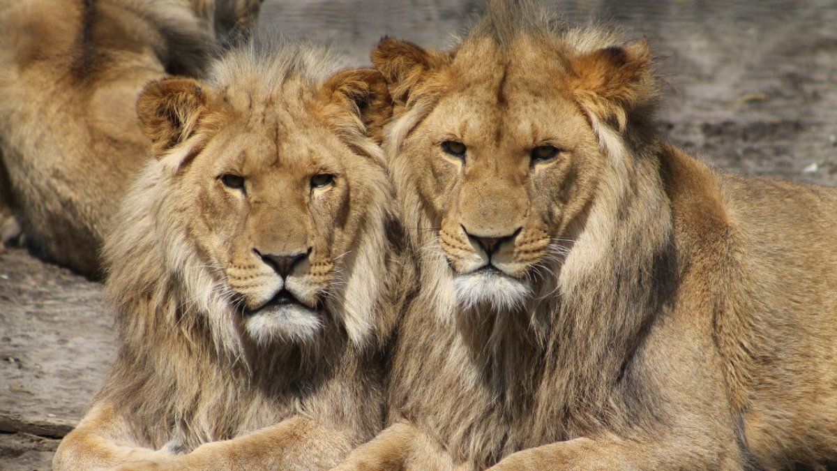 Ahora también se contagian los animales: ocho leones contrajeron COVID-19  en un zoológico de India